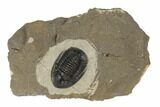Dalejeproetus Trilobite - Uncommon Moroccan Proetid #189838-1